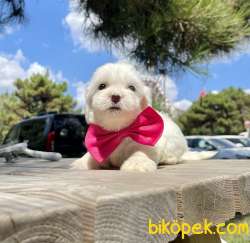 Maltese Terrier Kar Beyaz Yavrularımız 3