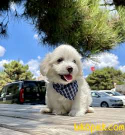 Maltese Terrier Kar Beyaz Yavrularımız 2