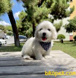 Maltese Terrier Kar Beyaz Yavrularımız 4