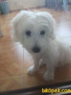 Maltese Terrier Köpek 1