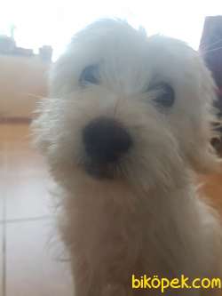 Maltese Terrier Köpek 2