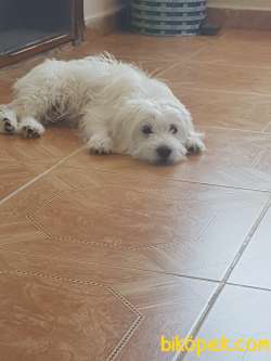 Maltese Terrier Köpek 3