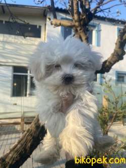 MALTESE TERRİER KORE KAN 2