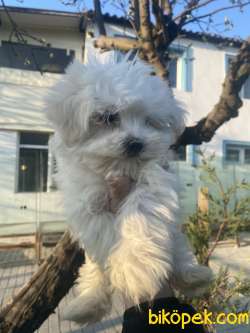 MALTESE TERRİER KORE KAN 1