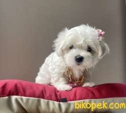 Maltese Terrier Kore Kanı Safkan Yavrular L 5