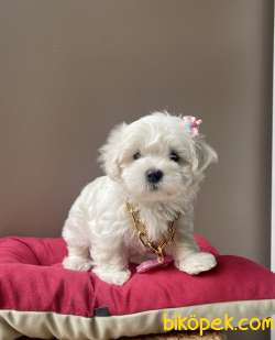 Maltese Terrier Kore Kanı Safkan Yavrular L 4
