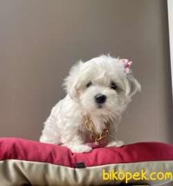 Maltese Terrier Kore Kanı Safkan Yavrular L 3