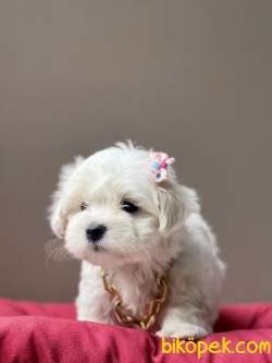 Maltese Terrier Kore Kanı Safkan Yavrular L 2