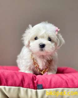 Maltese Terrier Kore Kanı Safkan Yavrular L 1