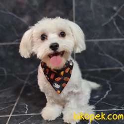 Maltese Terrier Korean 1