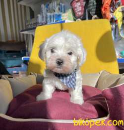 Maltese Terrier Mini Kar Beyaz Disi Erkek Safkan Yavrularımız 4