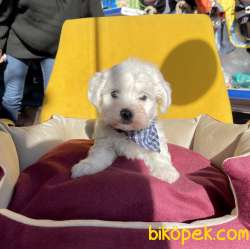 Maltese Terrier Mini Kar Beyaz Disi Erkek Safkan Yavrularımız 2