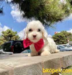 Maltese Terrier Mini Kar Beyaz Yavrular 3