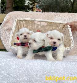 Maltese Terrier Mini Kar Beyaz Yavrularımız 2