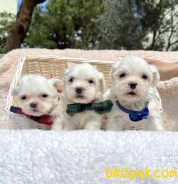 Maltese Terrier Mini Kar Beyaz Yavrularımız 1