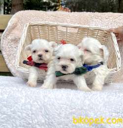 Maltese Terrier Mini Kar Beyaz Yavrularımız 3