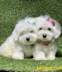 Maltese Terrier Mini Kar Beyaz Yavrularımız 1
