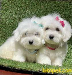 Maltese Terrier Mini Kar Beyaz Yavrularımız 3