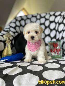 Maltese Terrier Prenses Kızımız 2