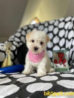 Maltese Terrier Prenses Kızımız 1