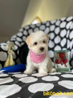 Maltese Terrier Prenses Kızımız 3