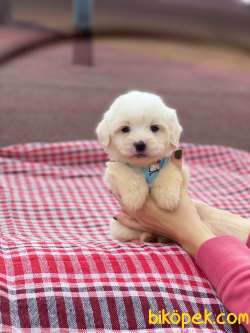 Maltese Terrier  #pulsar 3