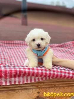 Maltese Terrier  #pulsar 2