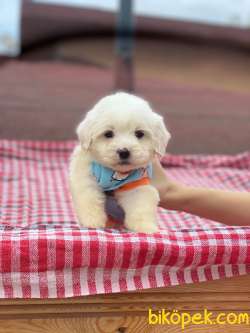 Maltese Terrier  #pulsar 1