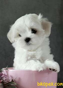 Maltese Terrier Safkan Belgeli Yavrularımız 2