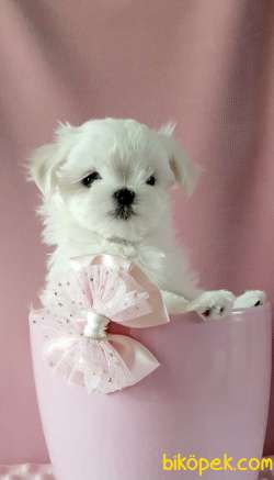 Maltese Terrier Safkan Belgeli Yavrularımız 4