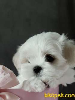 Maltese Terrier Safkan Belgeli Yavrularımız 3