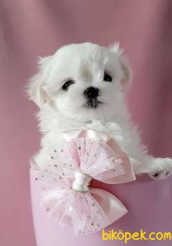 Maltese Terrier Safkan Belgeli Yavrularımız 1
