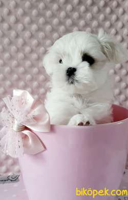 Maltese Terrier Safkan Belgeli Yavrularımız 5