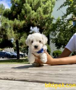 Maltese Terrier Safkan Kar Beyaz Yavrularımız Mini Mini 5
