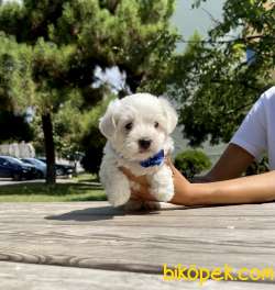 Maltese Terrier Safkan Kar Beyaz Yavrularımız Mini Mini 2