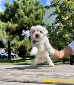 Maltese Terrier Safkan Kar Beyaz Yavrularımız Mini Mini 3