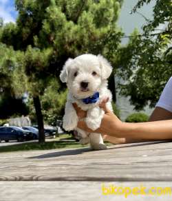 Maltese Terrier Safkan Kar Beyaz Yavrularımız Mini Mini 4