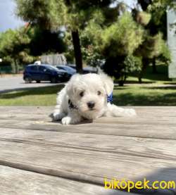 Maltese Terrier Safkan Kar Beyaz Yavrularımız Mini Mini 1
