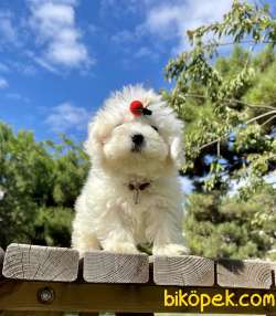 Maltese Terrier Safkan Mini Yavrularımız 3