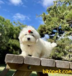 Maltese Terrier Safkan Mini Yavrularımız 1