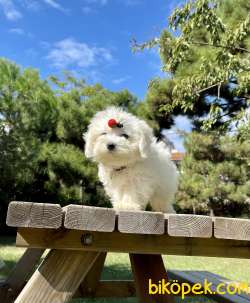 Maltese Terrier Safkan Mini Yavrularımız 2