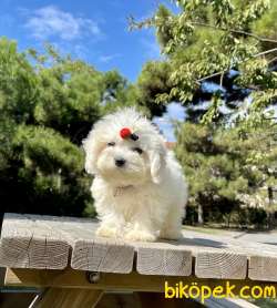 Maltese Terrier Safkan Mini Yavrularımız 5