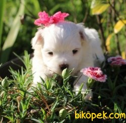 Maltese Terrier Sağlıklı Ve Güzel Bebeklerimiz 1