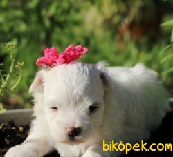 Maltese Terrier Sağlıklı Ve Güzel Bebeklerimiz 3