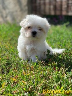 Maltese Terrier Sağlıklı Ve Güzel Yavrularımız 3