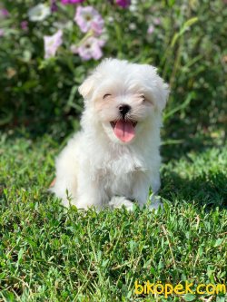 Maltese Terrier Sağlıklı Ve Güzel Yavrularımız 1