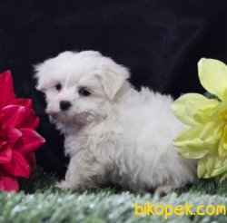 Maltese Terrier Sağlıklı Ve Güzel Yavrularımız 2