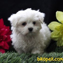 Maltese Terrier Sağlıklı Ve Güzel Yavrularımız 1