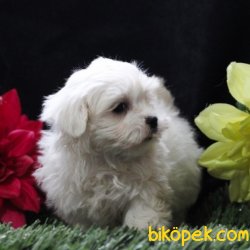 Maltese Terrier Sağlıklı Ve Güzel Yavrularımız 3