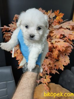 Maltese Terrier Sağlıklı Ve Güzel Yavrularımız 4